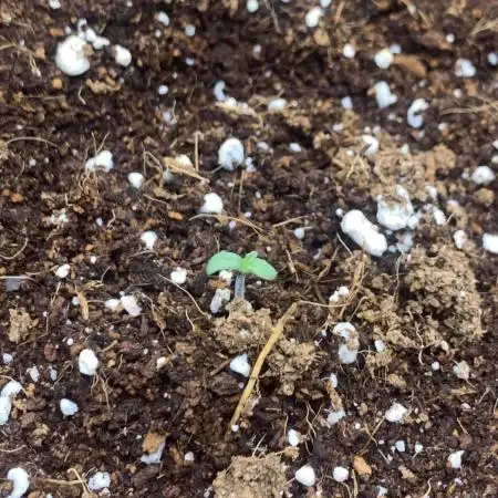 2x Mango Smile Autos- Mephisto Genetics First Grow