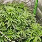 2x Mango Smile Autos- Mephisto Genetics First Grow