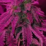 Father (Skunk #1 X Congolese) Cross