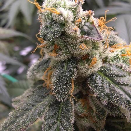 Floraflex drip irrigation phenohunt