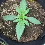 Epsilon F1 - Royal Queen Seeds (First Indoor Grow)