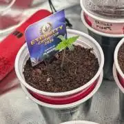 Eternity grow cup 2026