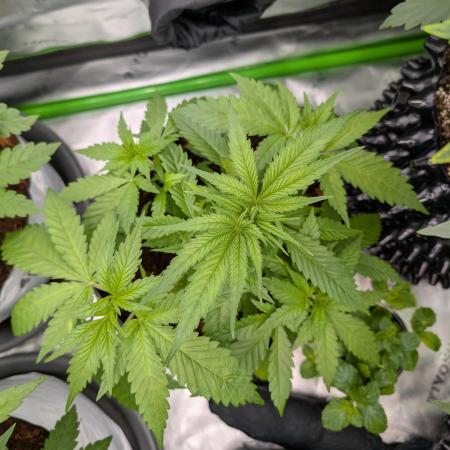 Eternity grow cup 2026