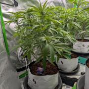 Eternity grow cup 2026