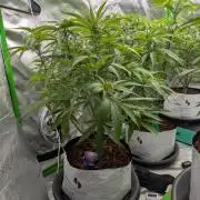 Eternity grow cup 2026
