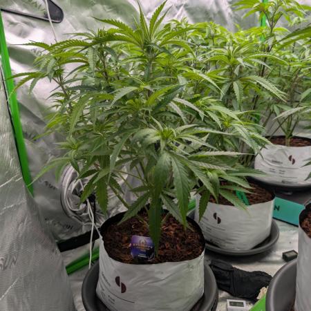 Eternity grow cup 2026