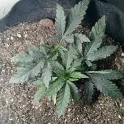 Purple Queen_RSC