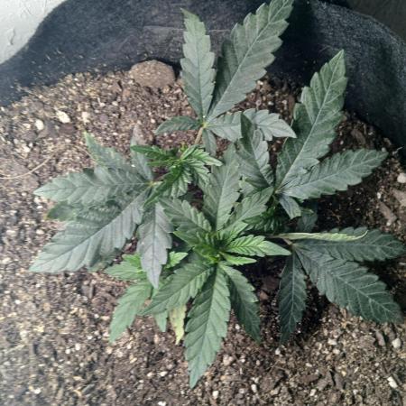 Purple Queen_RSC