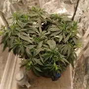 Purple Queen_RSC