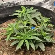 Purple Queen_RSC