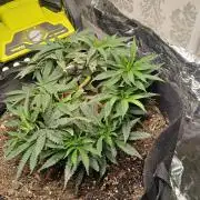 Purple Queen_RSC
