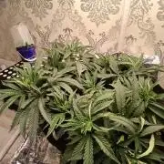 Purple Queen_RSC