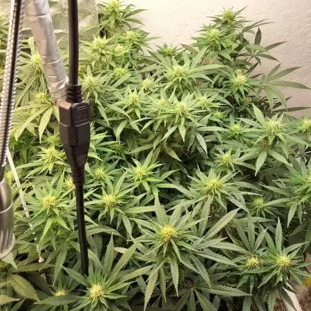 Indoor Grow #4