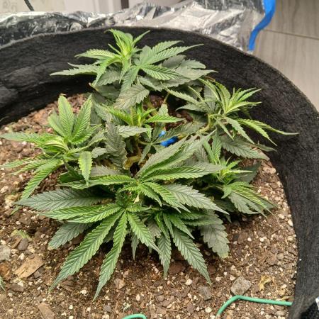 Purple Queen_RSC