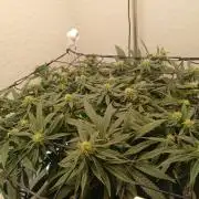 Purple Queen_RSC