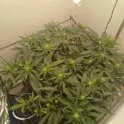 Purple Queen_RSC