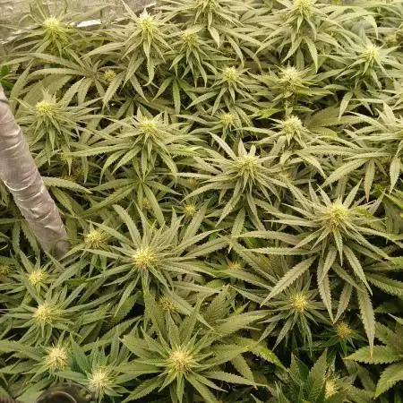 Indoor Grow #4