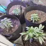 Indoor Grow #4