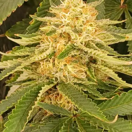 Indoor Grow #4