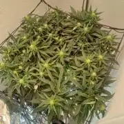Purple Queen_RSC