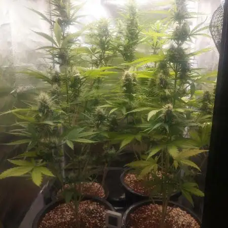Fast buds