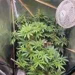 Strawberry Blonde F2
