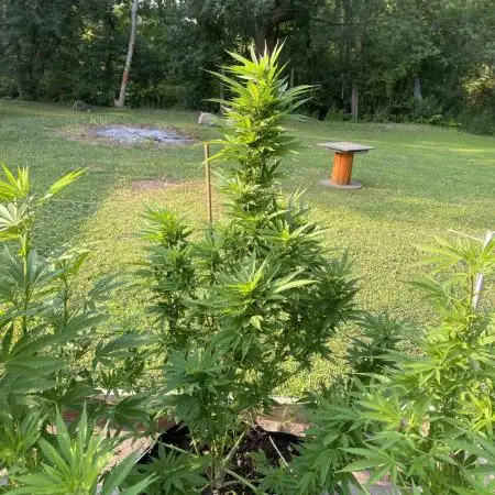 Closet grower