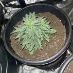 Icantgroweed