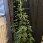 photo trainwreck
