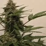 Random Grow Pics