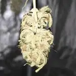 Random Grow Pics