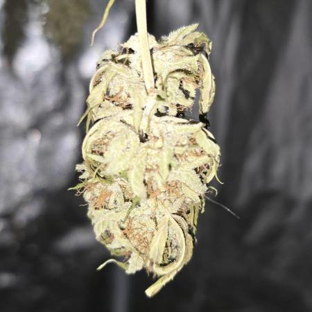 Random Grow Pics