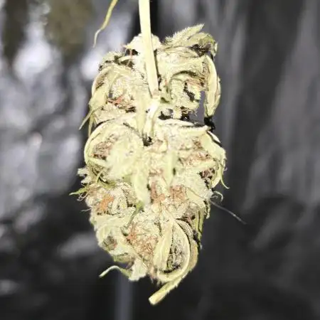 Random Grow Pics