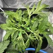 Crazy Platinum Marker