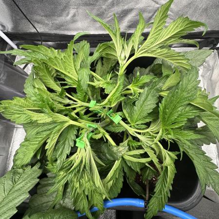 Crazy Platinum Marker