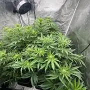 Crazy Platinum Marker