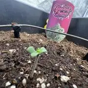 Crazy Platinum Marker