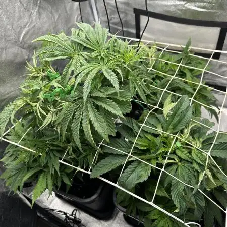 Crazy Platinum Marker