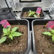 Crazy Platinum Marker