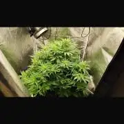 Crazy Platinum Marker