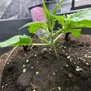 Crazy Platinum Marker