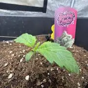 Crazy Platinum Marker