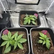 Crazy Platinum Marker