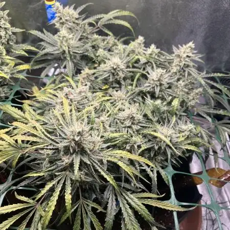 Blue Dream, Super Lemon Haze First Grow!