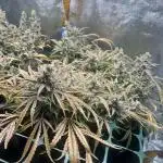 Blue Dream, Super Lemon Haze First Grow!