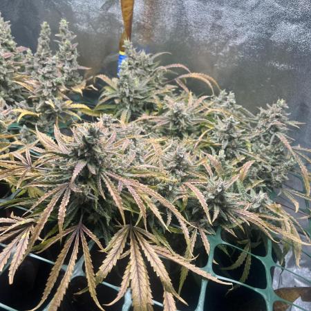 Blue Dream, Super Lemon Haze First Grow!