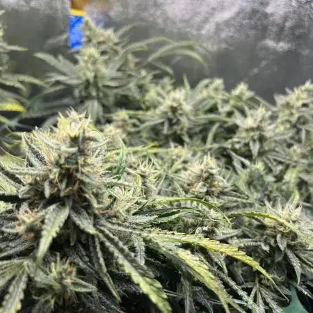 Blue Dream, Super Lemon Haze First Grow!