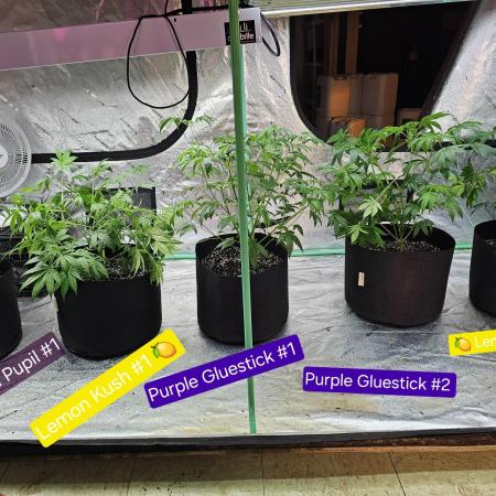 Mass Medical Grape Pupil and Pruple Gluestick