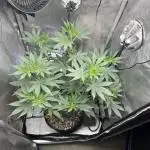 My Very First Grow