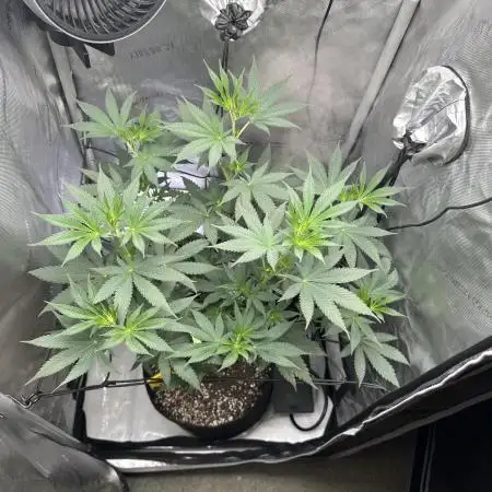 My Very First Grow